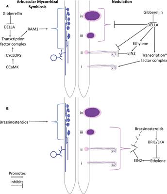 The Role of Gibberellins and Brassinosteroids in Nodulation and Arbuscular Mycorrhizal Associations